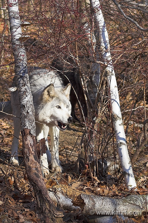 Arctic Wolf 067